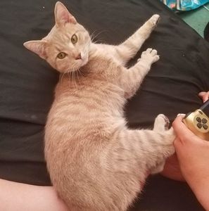 Meet your Posher, Alexis